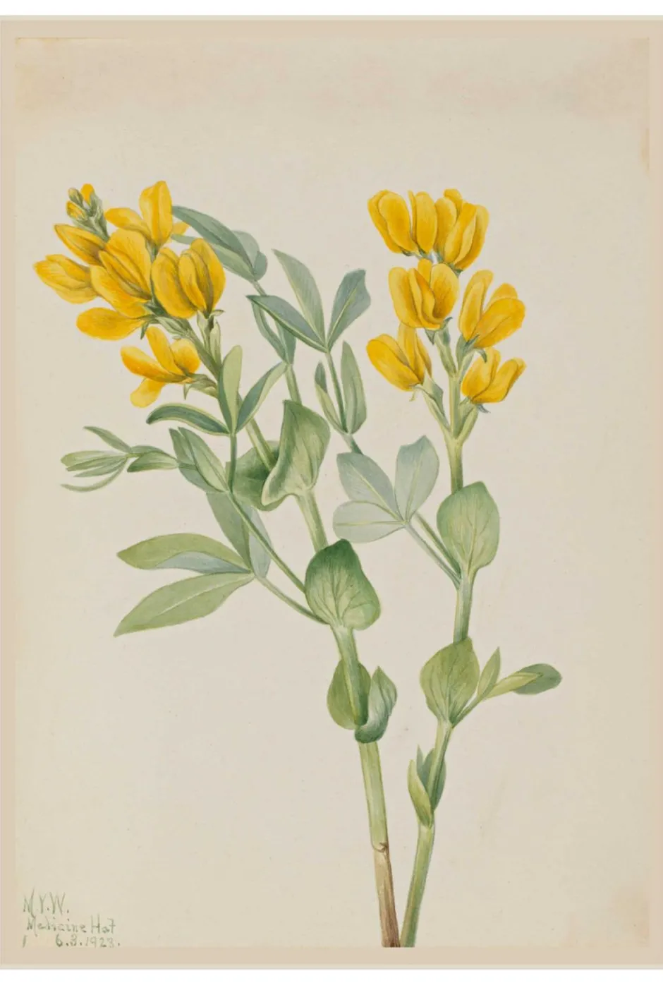 art_print_set__the_naturalist_6.webp Shop Lazybones Art Print Set - The Naturalist