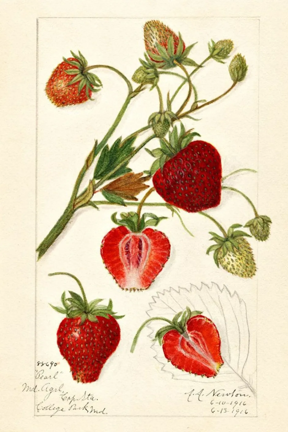 scented_sachet_fragaria_1.webp New Lazybones Scented Sachet Fragaria